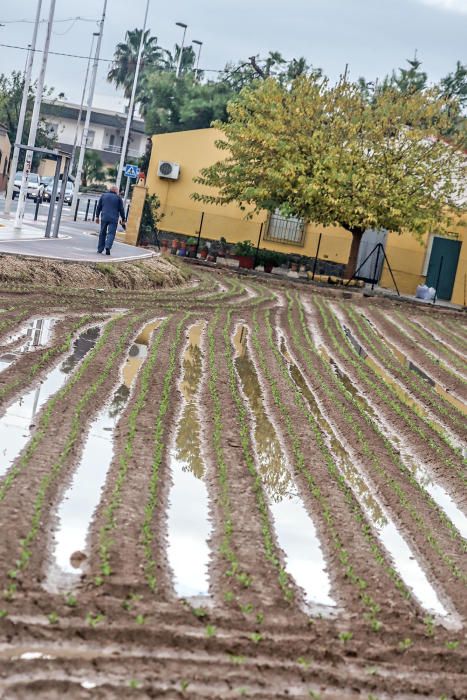 Las lluvias han dejado entre 15 y 30 litros por metro cuadrado en la Vega Baja