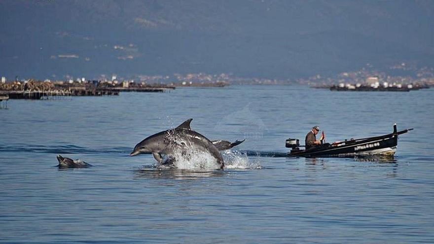 Delfines mulares (arroaces) en la ría de Arousa.