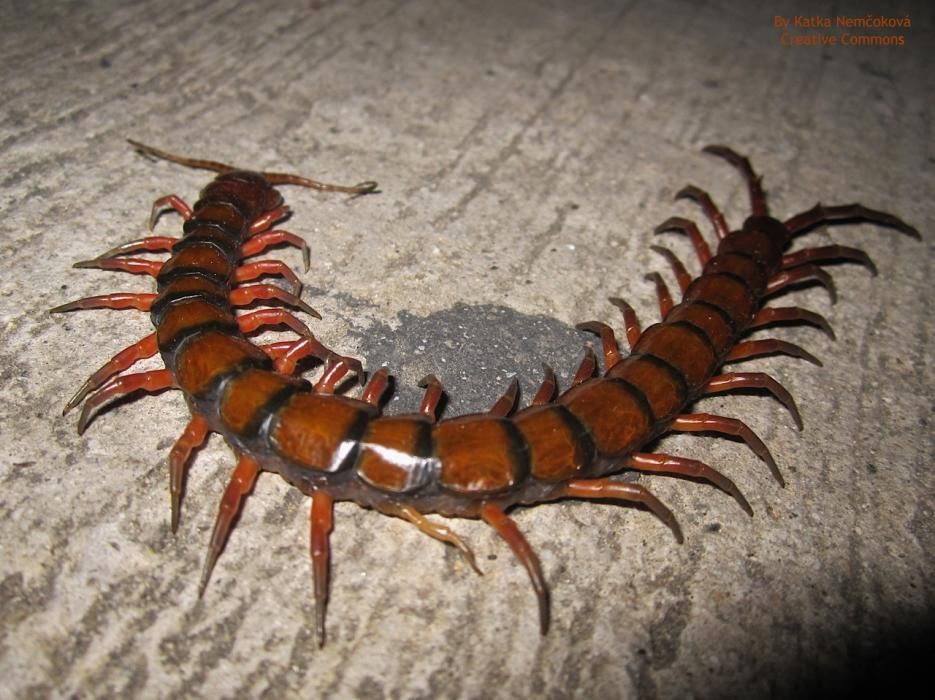 Un tipo de faneca brava dispone de un veneno similar a la víbora - La escolopendra, el escorpión nocturno, algunas arañas y el avispón, entre las picaduras más peligrosas.