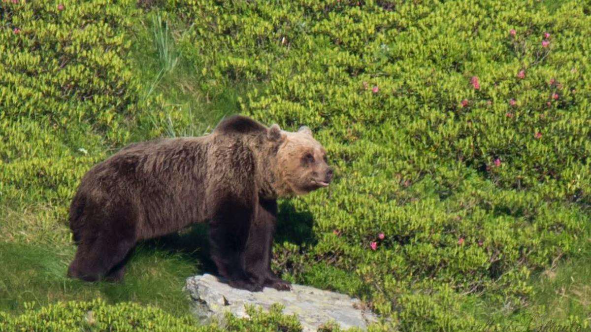 Ejemplar de oso pardo fotografiado en las inmediaciones de Tavascan (Pallars Sobirà). 