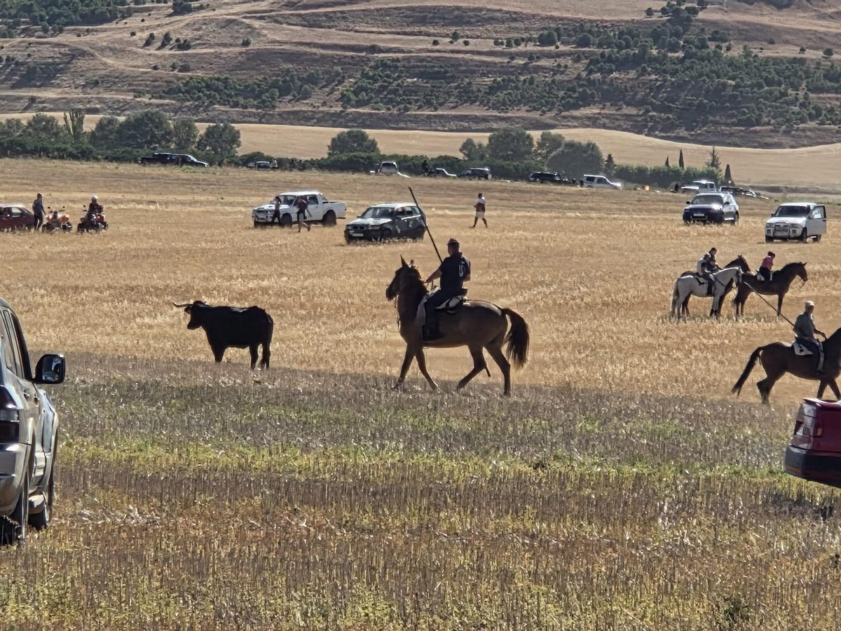 Un caballista se aproxima al astador durante el encierro campero de Torres del Carrizal.