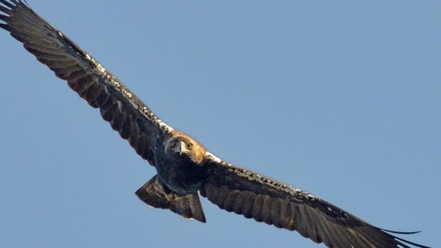 El colapso de Doñana lleva al águila imperial a una situación crítica