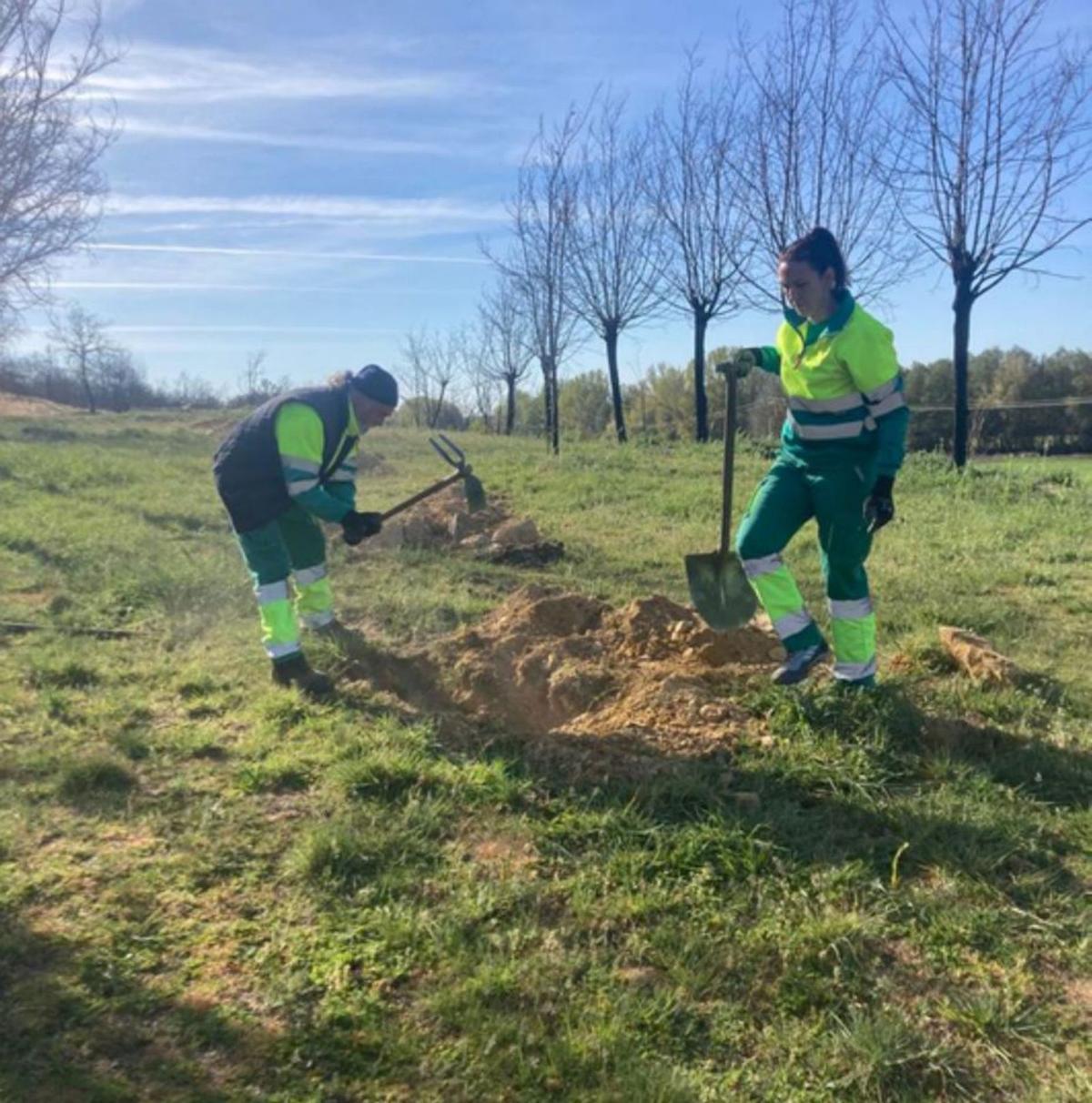 Dos trabajadores realizando los hoyos para plantar árboles. | E. P.