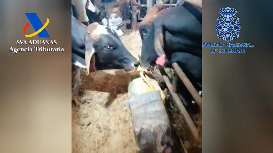 Imagen de dos de las vacas que transportaba el &quot;Orión V&quot;, con un fardo de cocaína en el suelo.