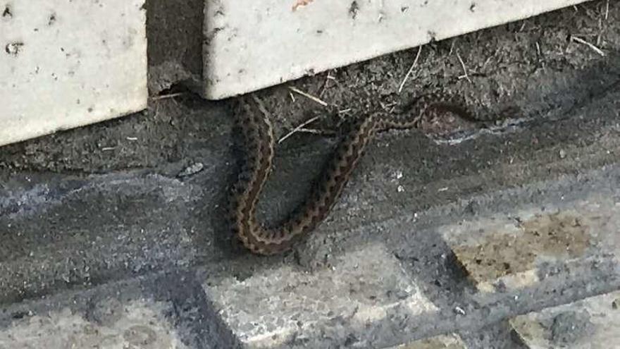 Un ejemplar fotografiado por un vecino de la zona.