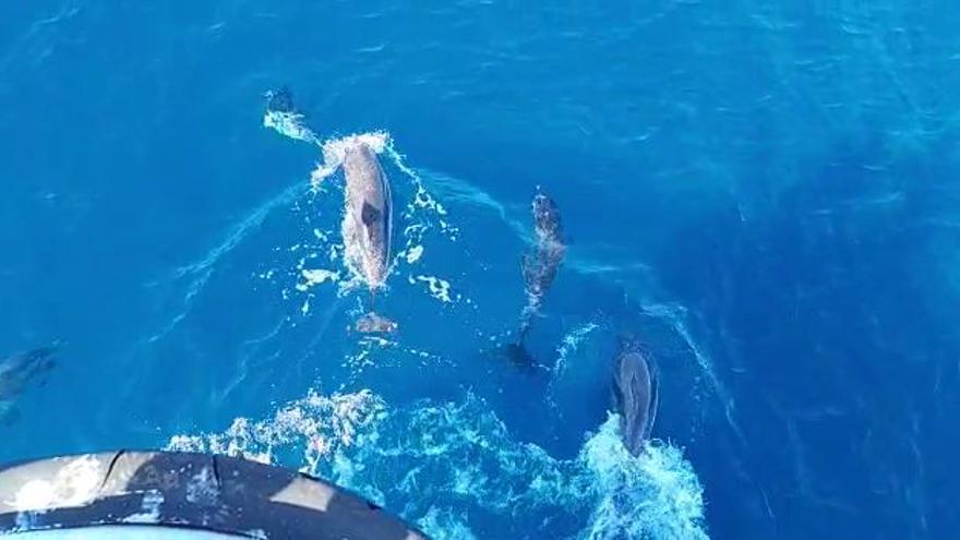 Delfines en Valencia frente a Port Saplaya.