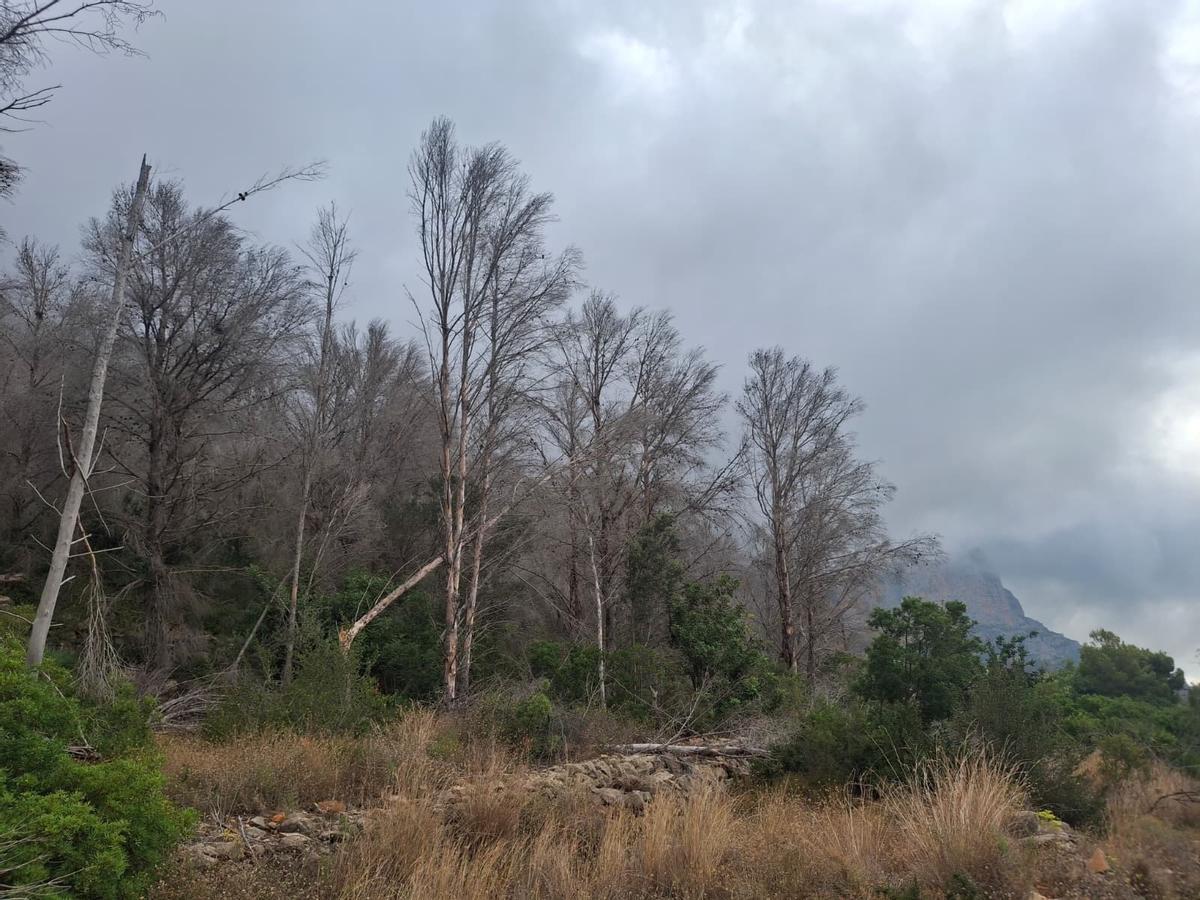 El bochorno abraza el Montgó: la ladera de Xàbia llegó el martes a 40º (imágenes)