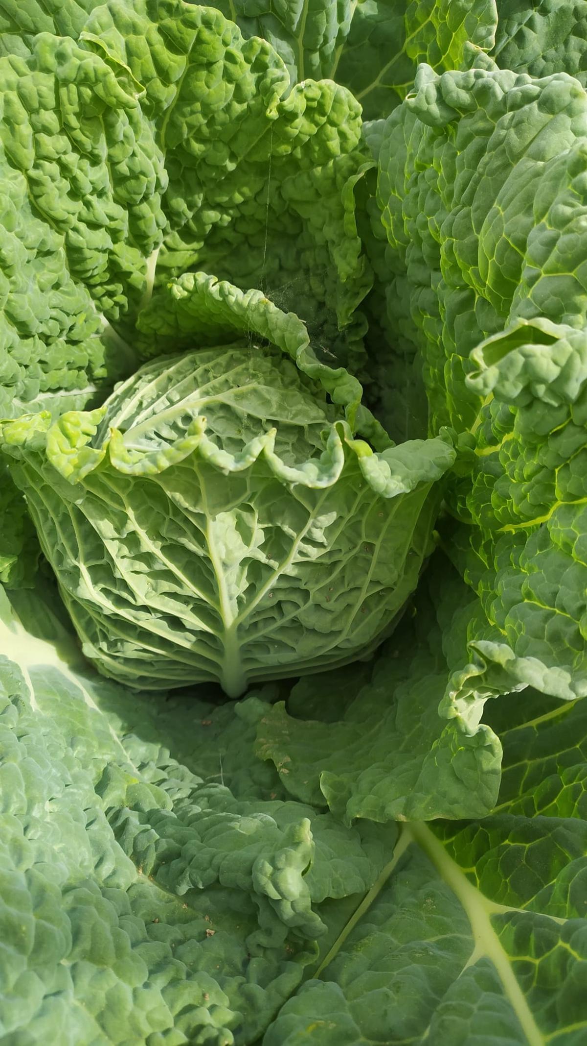 Fotogalería | Estas son las primeras frutas y verduras que recogen los adjudicatarios de Llera