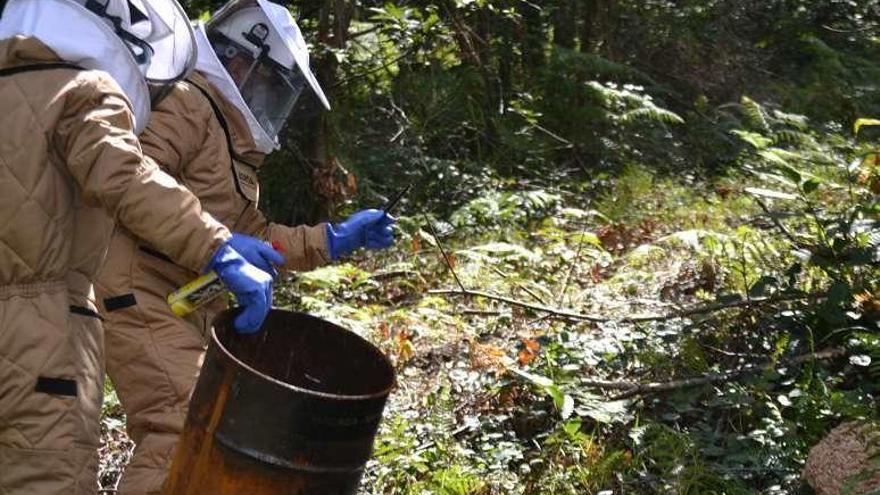 Efectivos de Protección Civil retiran un nido de avispa velutina.