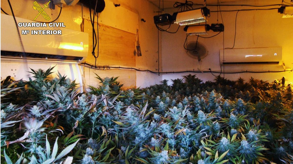 Plantas de marihuana incautadas por la Guardia Civil en Cartagena