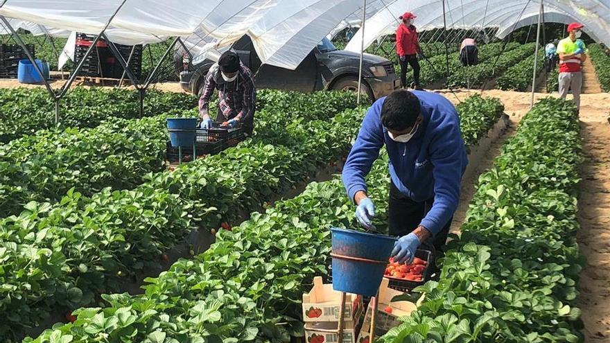 Coronavirus en Córdoba: Asaja aplaude que se suavicen las condiciones del transporte de trabajadores