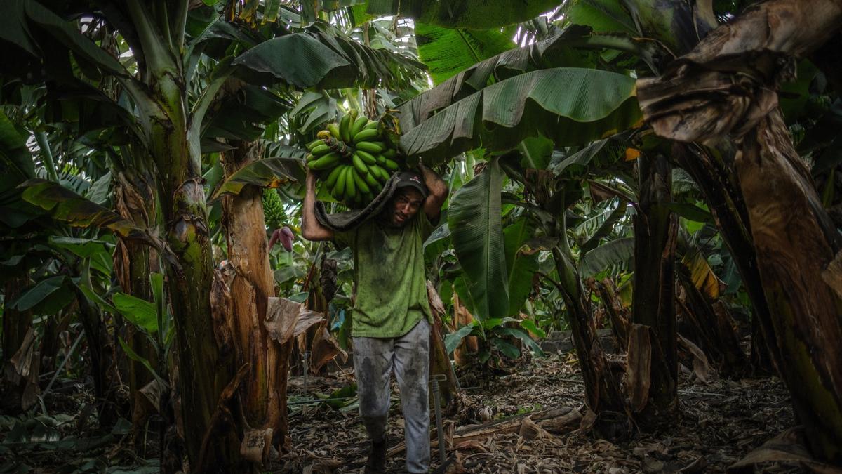 Un trabajador transporta un racimo de plátanos en una finca de la isla de La Palma.