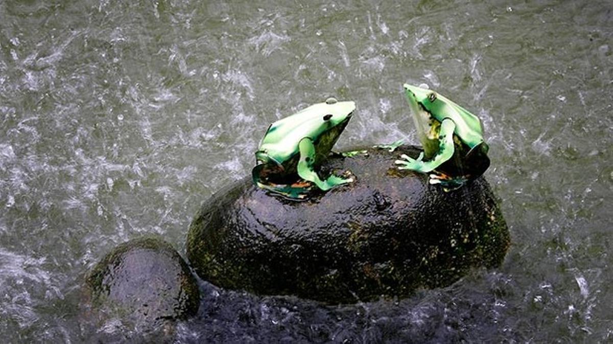 Dues granotes fetes d’un paper resistent a l’aigua suporten la intensa pluja que cau sobre la localitat de Taichung, a Taiwan.