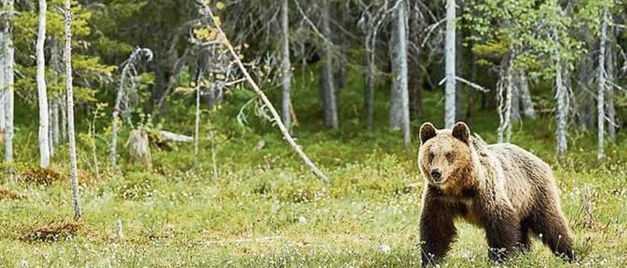 Un oso pardo nos bosques de Bulgaria.