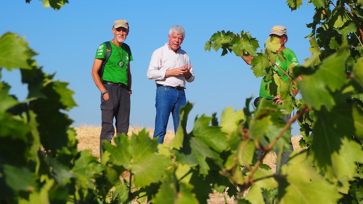 El gerente de Bodegas Robles, Francisco Robles, explicará el papel que desempeña la cubierta vegetal en el viñedo.