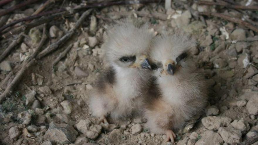 Liberados en los galachos del Ebro ocho nuevos ejemplares de milano real