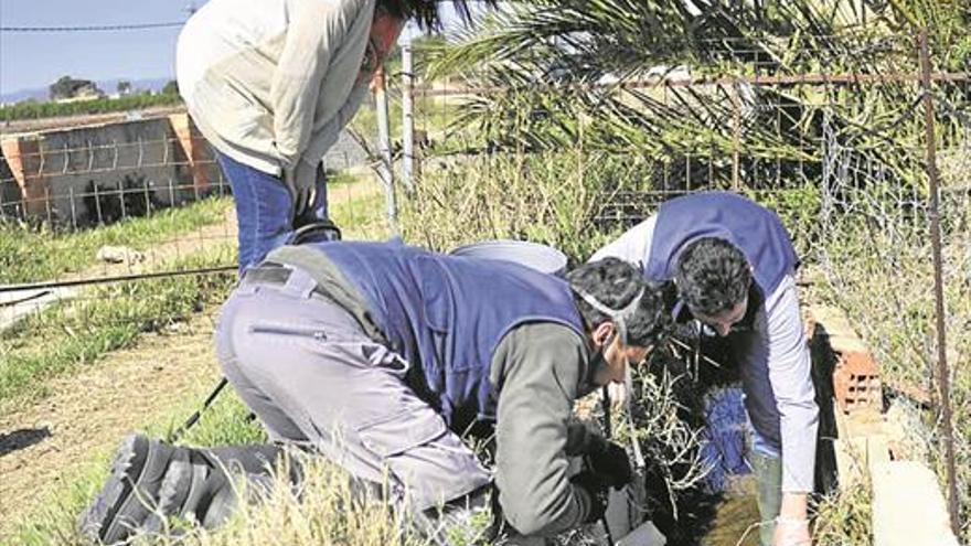 Castellón intensifica la lucha antimosquitos ante el calor