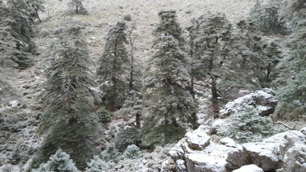 La Sierra de las Nieves se tiñe de blanco