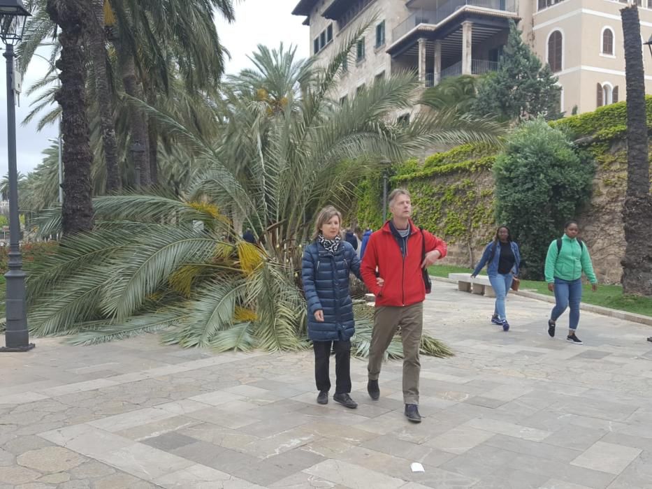 El viento derriba una palmera en Palma