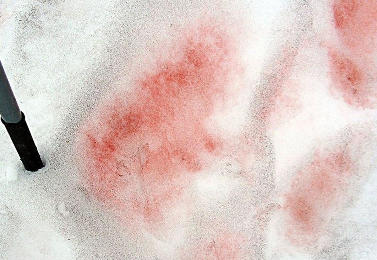 Las microalgas dan un tono rojizo a la nieve