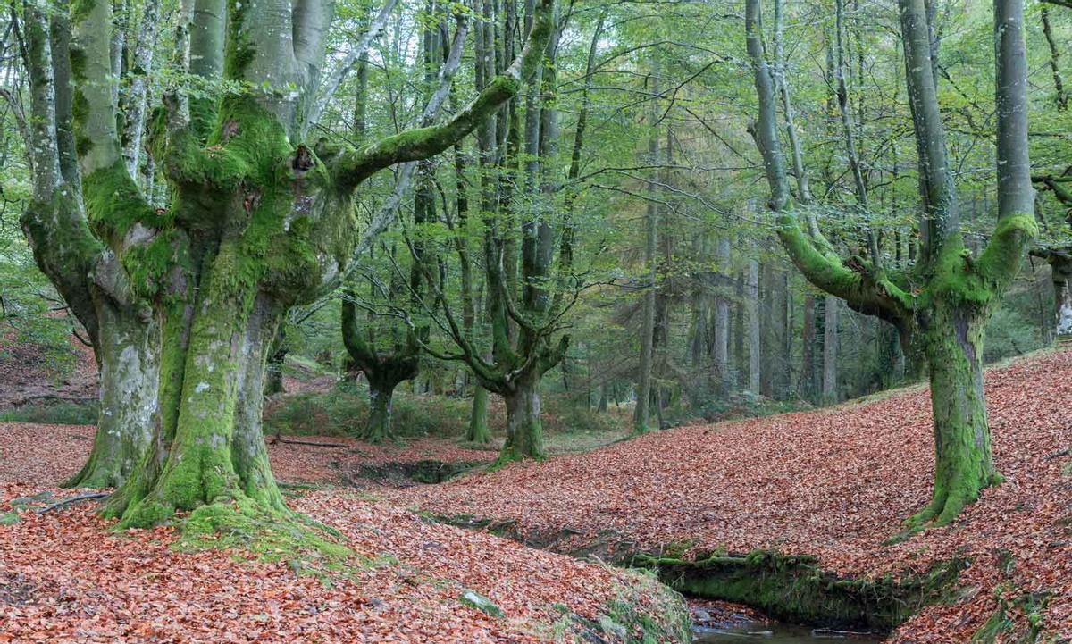 Otzarreta beech (Vizcaya)