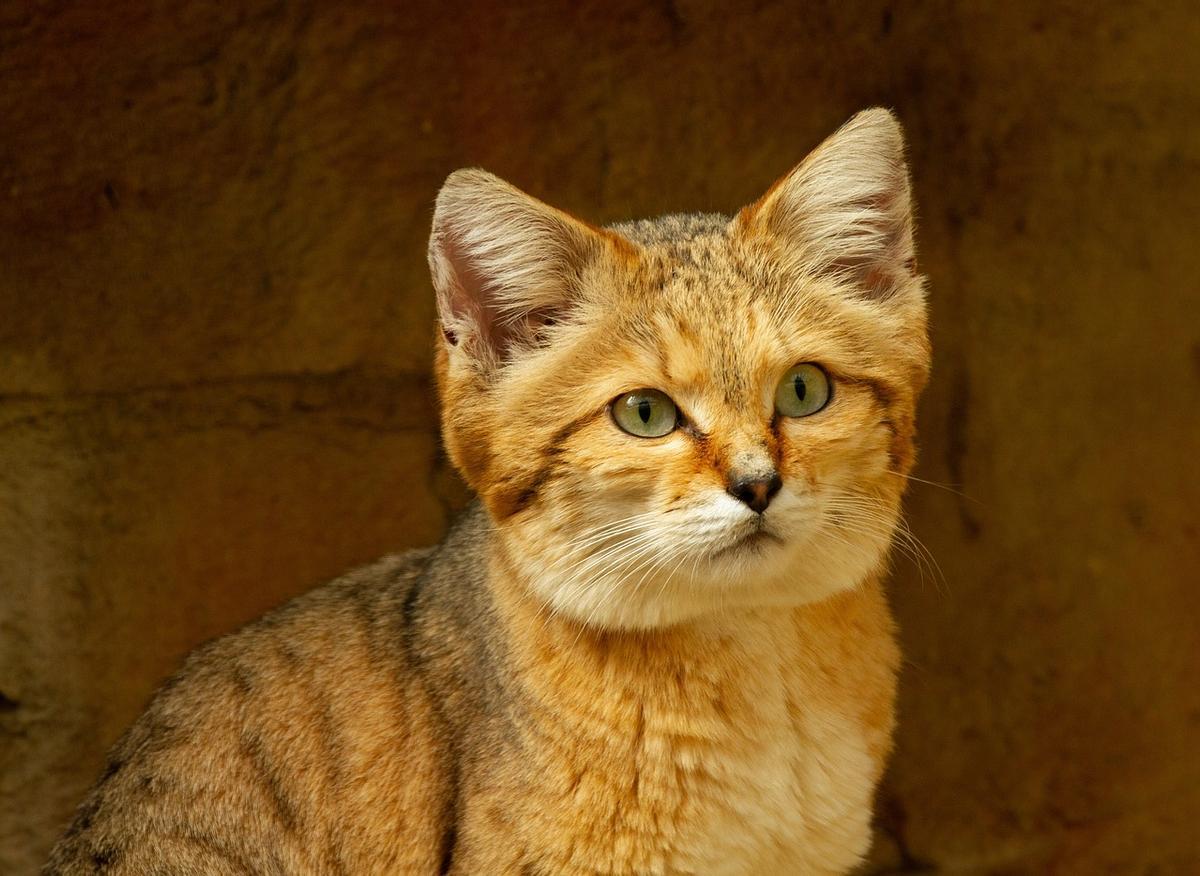 En peligro de extinción: los gatos de las arenas luchan por sobrevivir en un mundo hostil