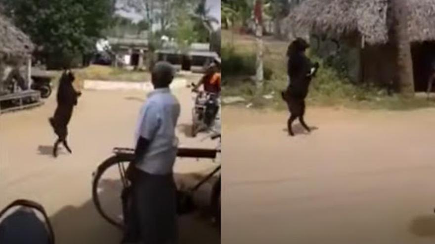 Dos fotogramas del vídeo viral de la cabra caminando sobre dos patas.