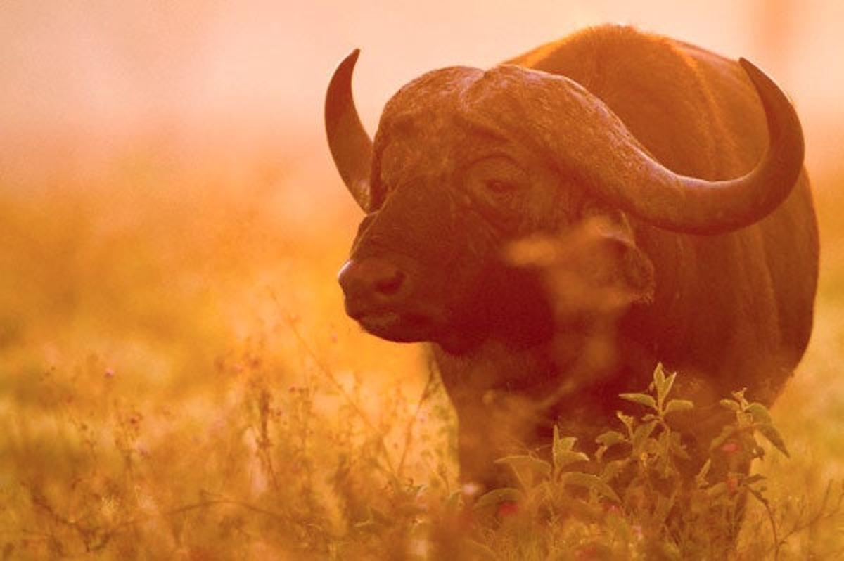 Búfalo en el Parque Nacional del Lago Nakuru en el Gran Valle del Rift.