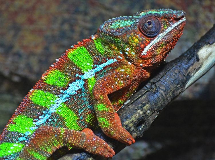 Bioparc València, reconocido como unos de los mejores parques de animales del mundo según National Geographic