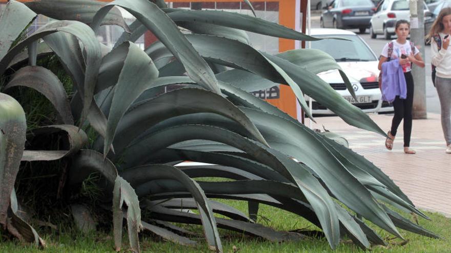 La planta de Juan Fernández donde crían los roedores.