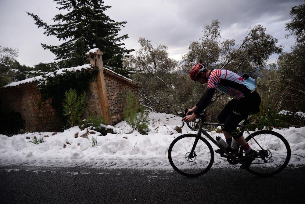 Der frühe Schnee hat am Samstag (2.12.) zahlreiche Insulaner in die Tramuntana gelockt, wo es die seltene Gelegenheit zu Schneeballschlachten oder zum Bau von Schneemännern gab.