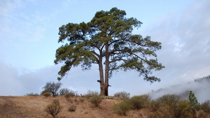 Leyendas terroríficas de Canarias: El pino de la bruja Casandra