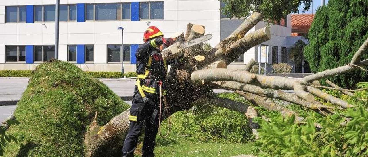 El árbol con riesgo de desprendimiento de Vilaxoán fue talado por Emerxencias. // Iñaki Abella