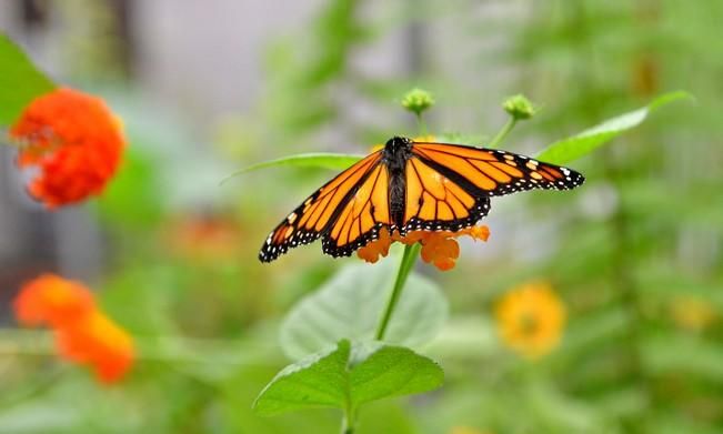 MARIPOSAS GRANJA