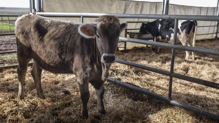 Animales de vacuno en un establo