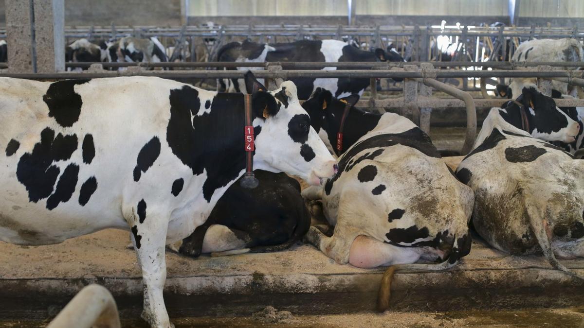 Una explotaciçon ganadera en Galicia