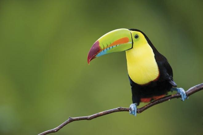 Avistamiento de aves en Costa Rica