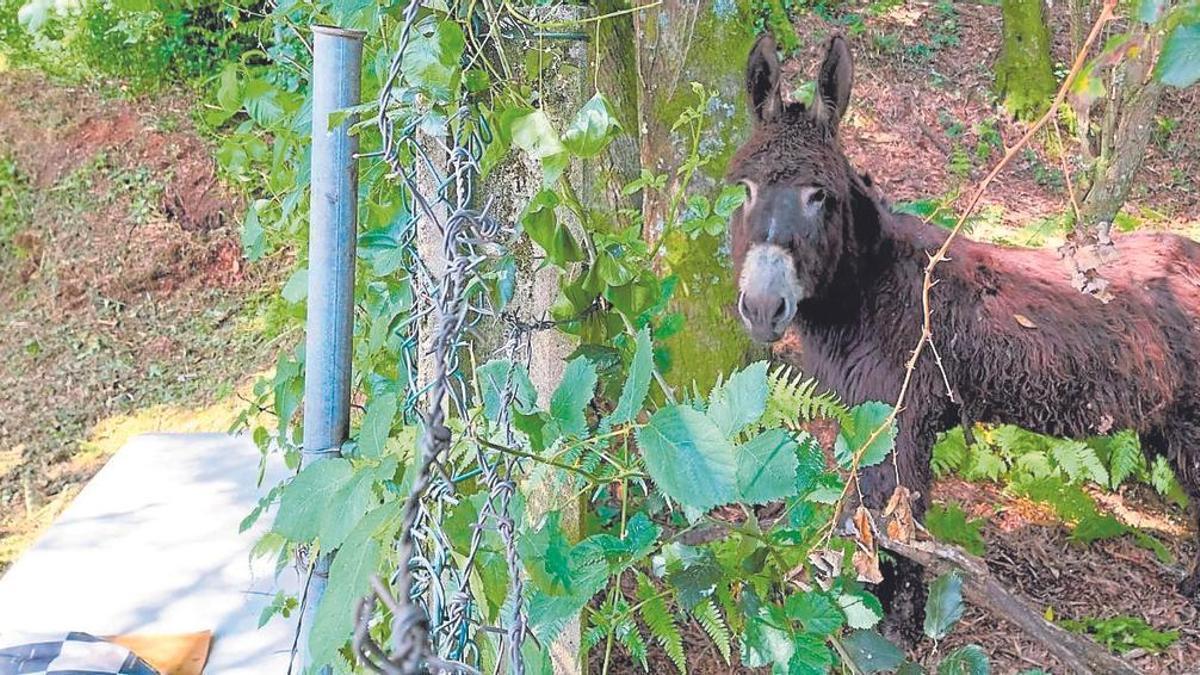 El burro en Cangas