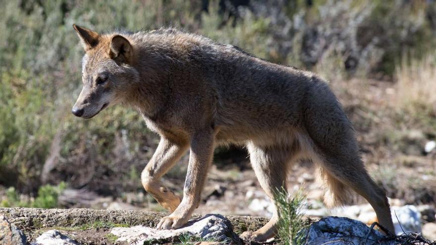 Medio Ambiente tramita ya tres solicitudes para cazar lobos