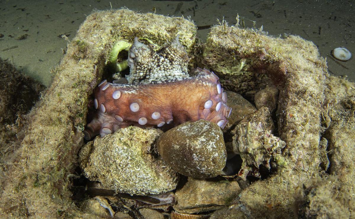 El pulpo constructor