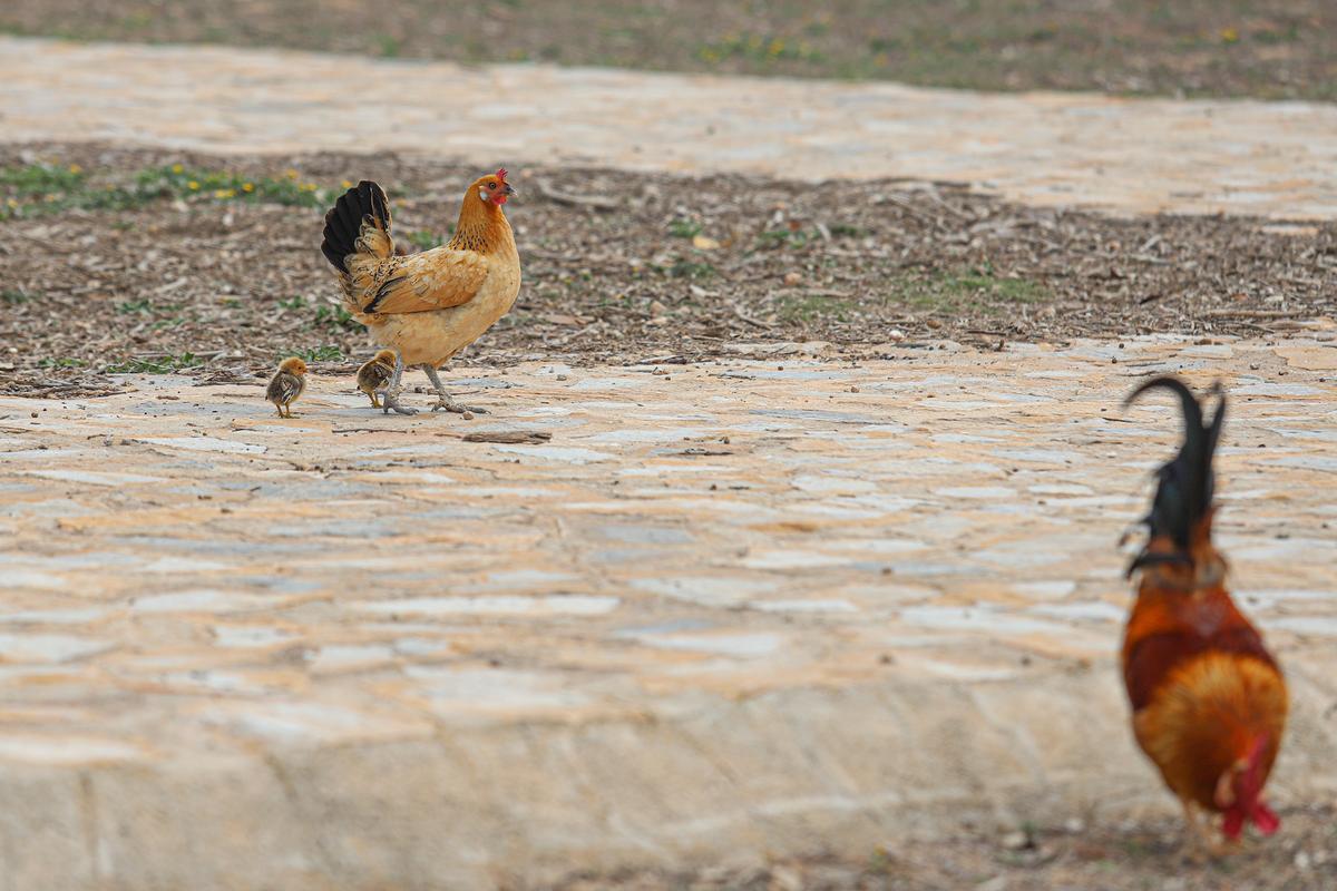 Gallos, gallinas y pollos en el parque pública de Doña Pepa