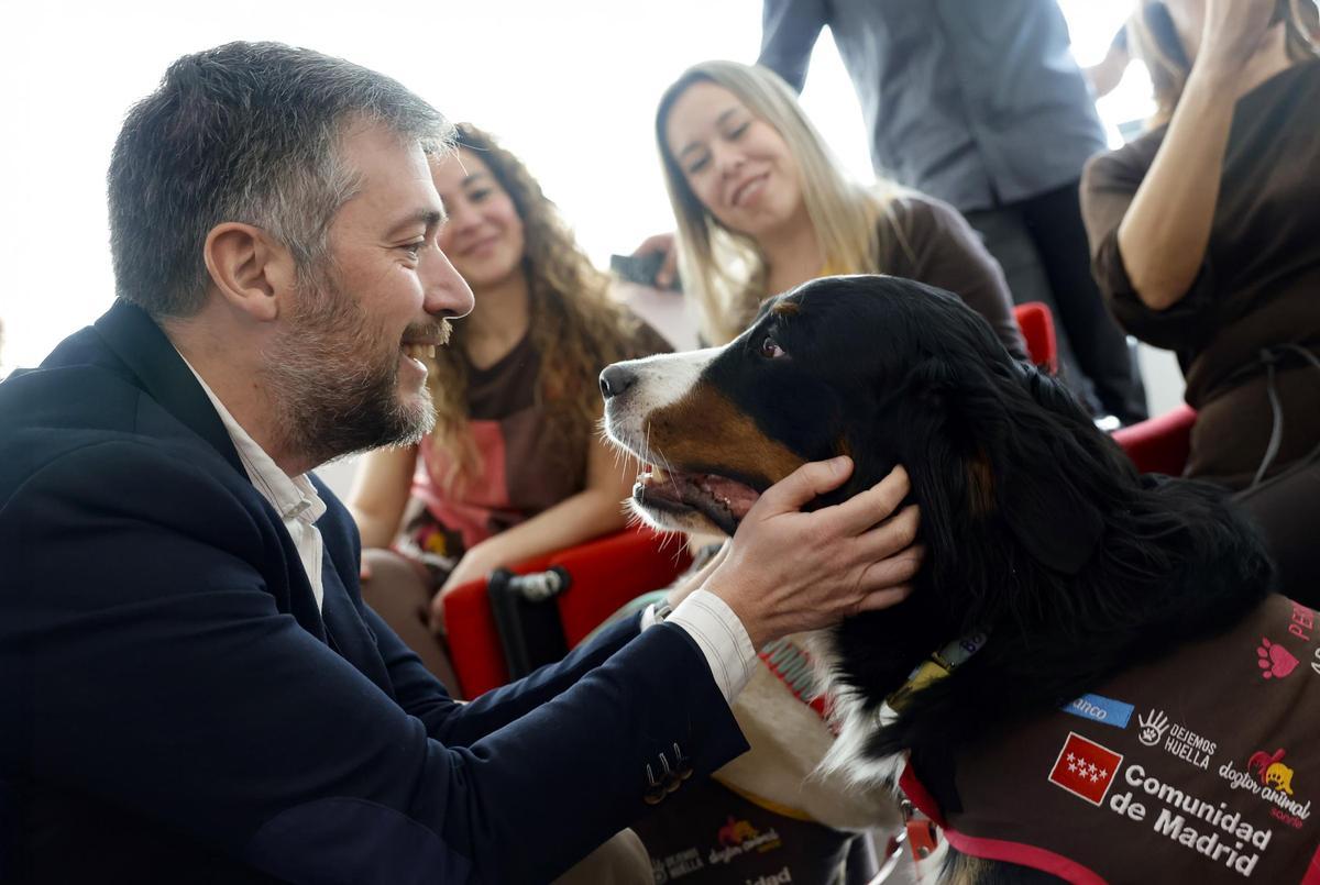 El consejero de Presidencia, Justicia y Administración Local de la Comunidad de Madrid, Miguel Ángel García, con uno de los perros que participan en el programa de asistencia con perros de apoyo a menores en sedes judiciales.