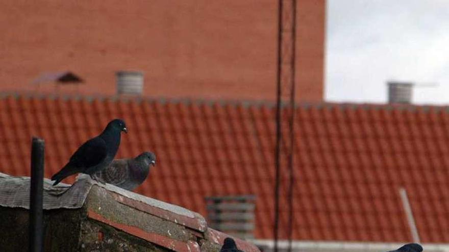 Palomas en un tejado de la zona centro.