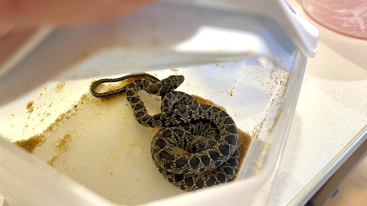 Una serpiente capturada en Ibiza.