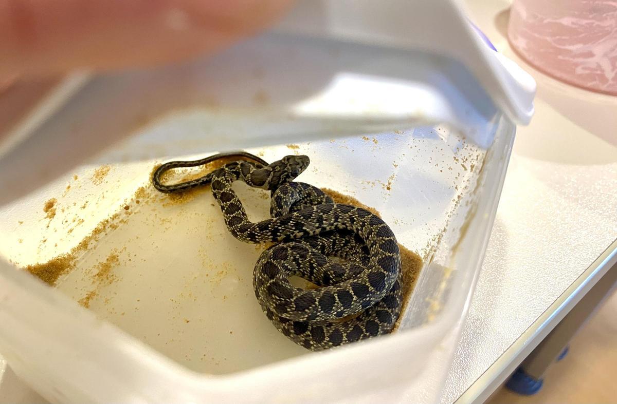 Una serpiente capturada en Ibiza.