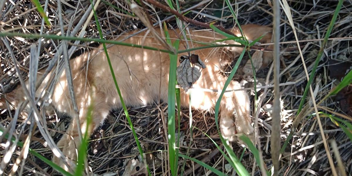 Burriana denuncia el “brutal” envenenamiento masivo de gatos en una zona del municipio.