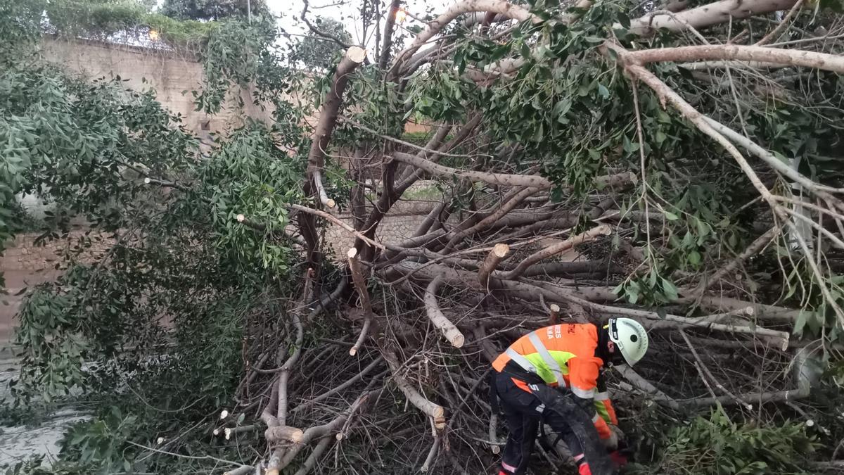 Bomberos, durante los trabajos para retirar el ficus del Paseo Marítimo.