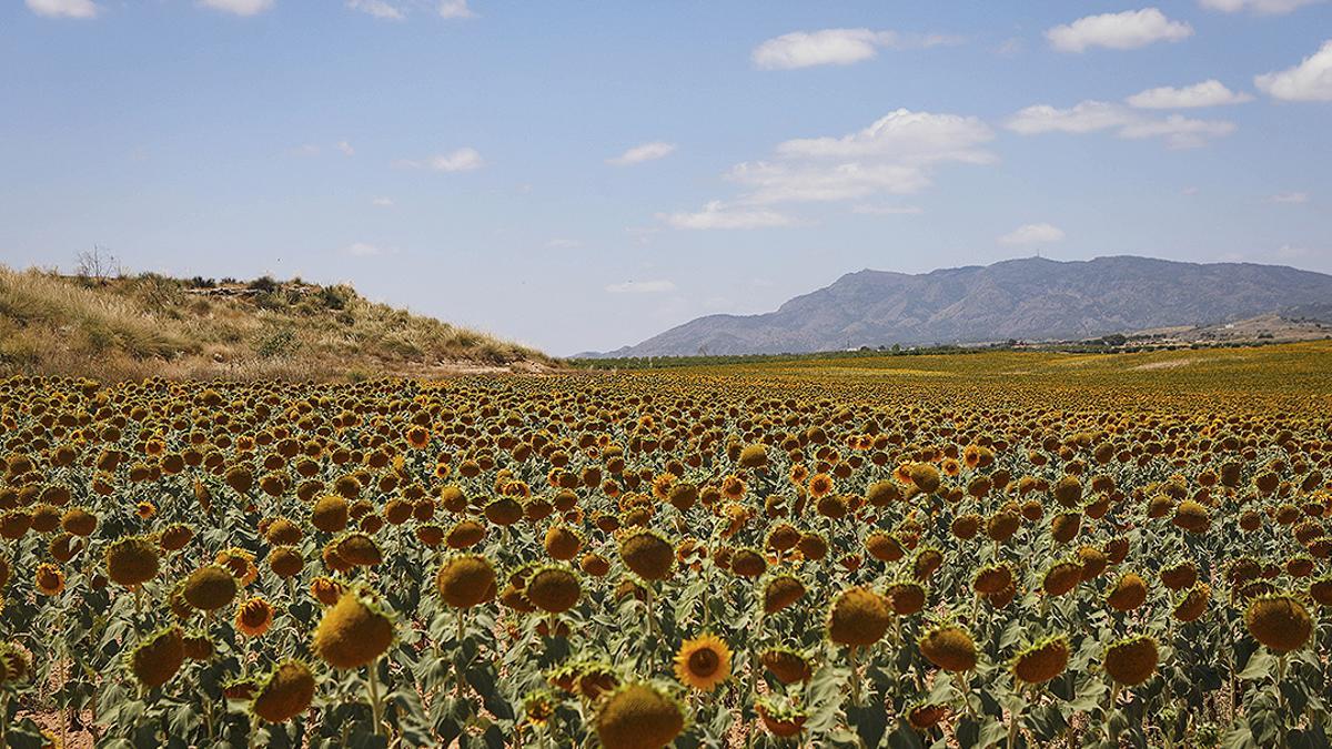 Campo de Cartagena.