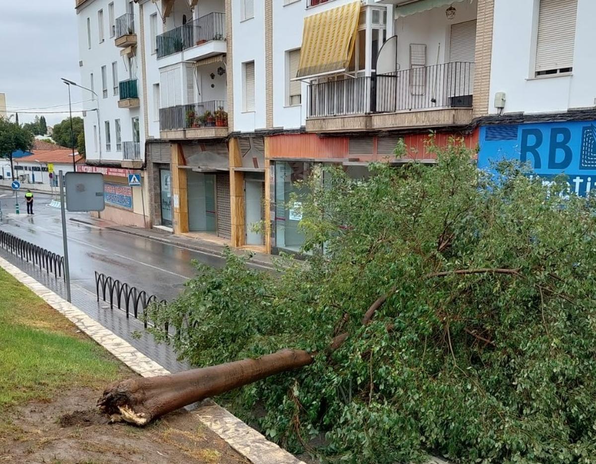 El árbol caído en una calle de Lucena cortó el tráfico en esta vía.