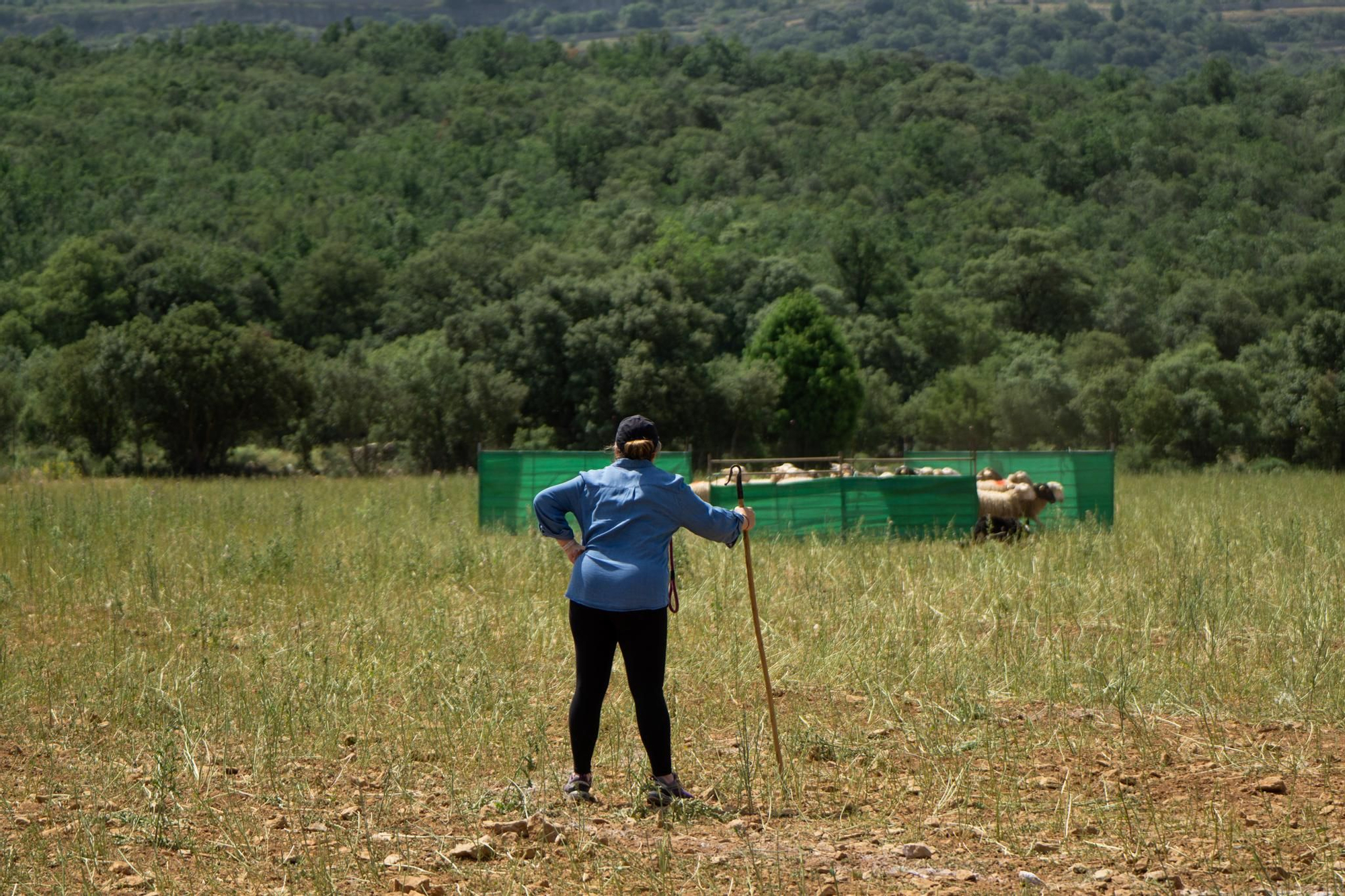 FOTOGALERÍA: Las imágenes del concurso de perros pastores de Ares del Maestrat